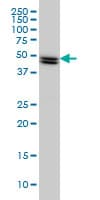 SH2D4A Antibody (clone 3G8)