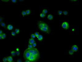 PDE4A / PDE4 Antibody (clone OTI1F5)