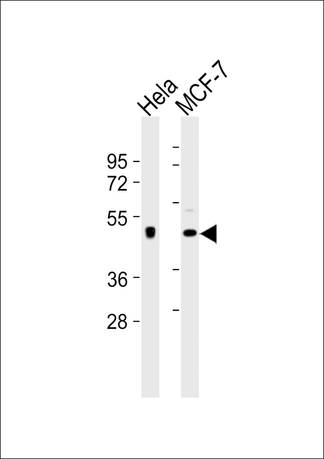 DRD4 / Dopamine Receptor D4 Antibody