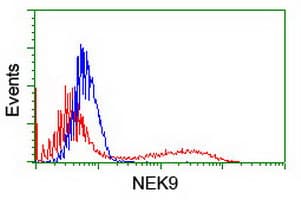 NEK9 Antibody (clone OTI7G7)