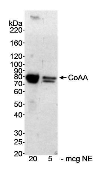 COAA / RBM14 Antibody (aa150-200)