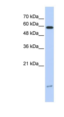 DYNLL1 / PIN Antibody (N-Terminus)
