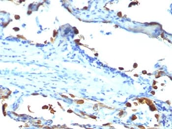 MFGE8 /Lactadherin Antibody (clone EDM45)