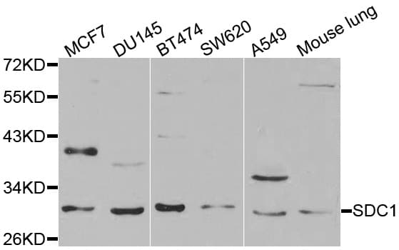 SDC1 / Syndecan 1 / CD138 Antibody