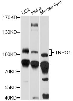 Polyclonal Rabbit anti-Human TNPO1 / Transportin 1 Antibody (WB)