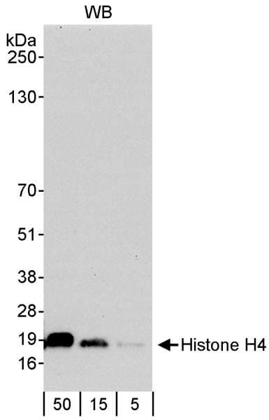 Polyclonal Rabbit anti-Human HIST1H4I Antibody (aa50-C-term, IHC, WB)