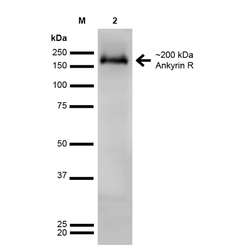 ANK1 / Ankyrin Antibody (clone S388A-10, FITC)