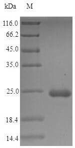 Erwinia amylovora lpp Protein (Recombinant 6His-SUMO, N-terminus)