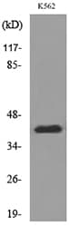 CD1E Antibody