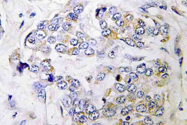 Polyclonal Rabbit anti-Human PRIM1 Antibody (Lys413, IHC, WB)