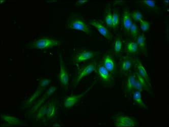 FLNA / Filamin A Antibody