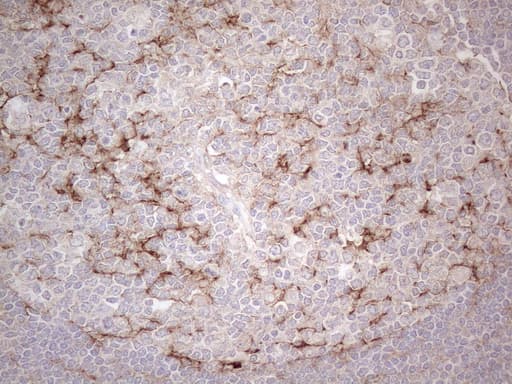 POTEG Antibody (clone OTI2G1)