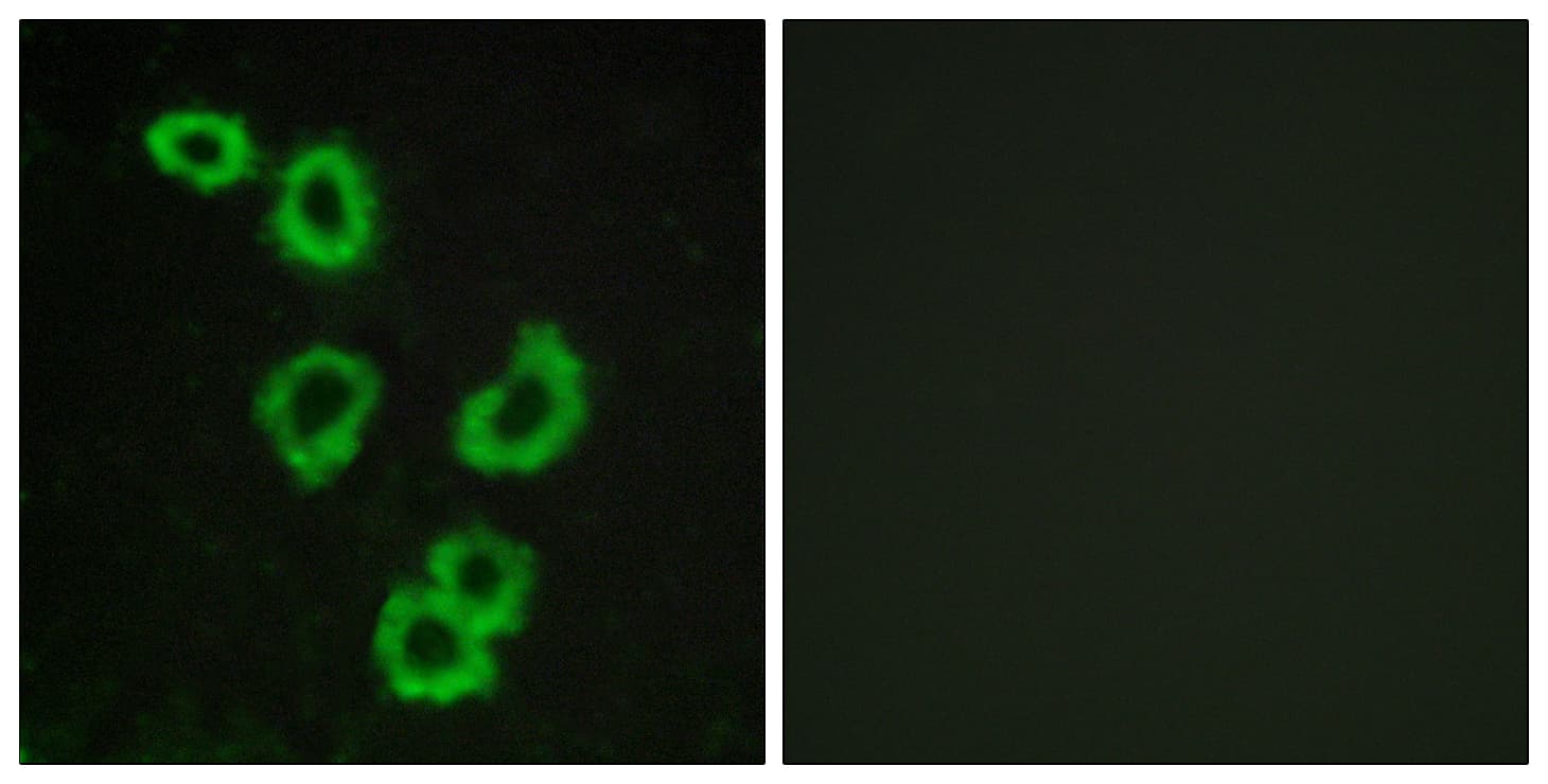 GPR176 Antibody (aa466-515)