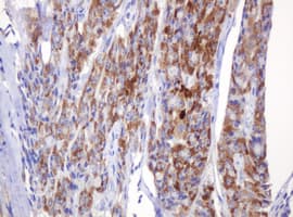 AMY2B Antibody (clone 4B5, Carrier-free)