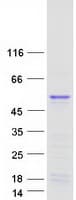 Human TWISTNB Protein (Recombinant Myc-DDK (Flag))
