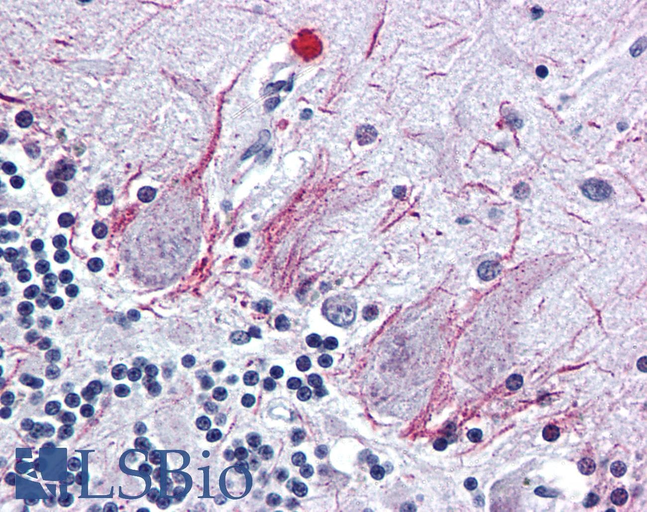 IHC-plus™ PTHR2 / PTH2R Antibody (N-Terminus)