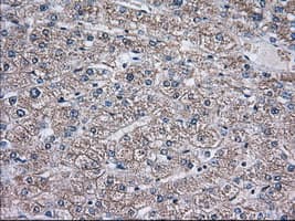 TS / Thromboxane Synthase Antibody (clone OTI1C3)
