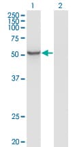 ZNF70 Antibody (clone 1D8)