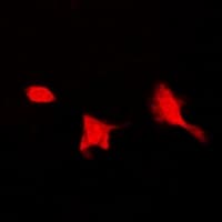 SEPHS1 / SPS Antibody