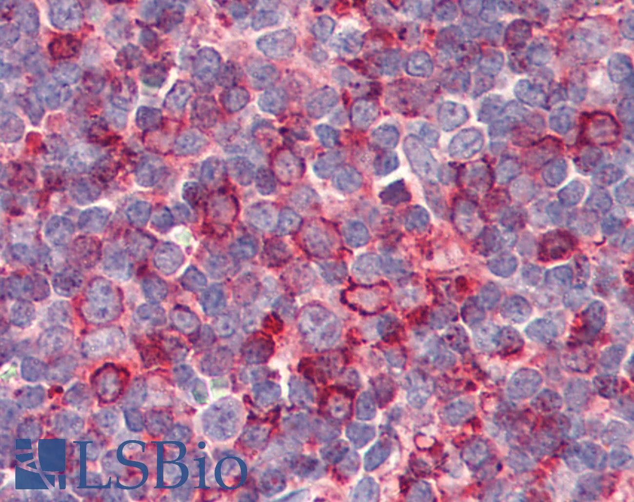 IHC-plus™ GPR26 Antibody (Internal)