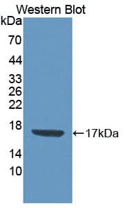 CDA / Cytidine Deaminase Antibody (aa2-146)