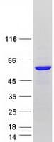 Human AUTL1 / ATG4C Protein (Recombinant Myc-DDK (Flag))