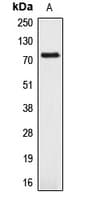 Polyclonal Rabbit anti-Human APLP1 / APLP-1 Antibody (Internal, WB)