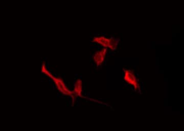 MLNR/GPR38/Motilin Receptor Antibody