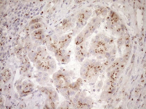 Monoclonal Mouse anti-Human TRIM56 Antibody (clone OTI5A1, aa311-554, IHC, WB)