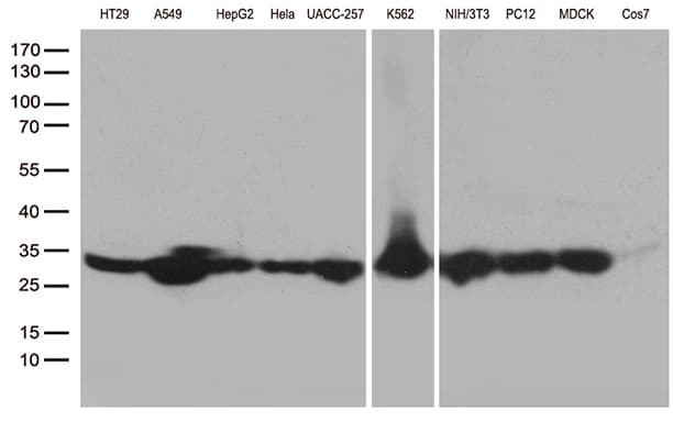 SDHB Antibody (clone OTI1E4)