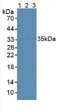 CENPH / CENP-H Antibody (aa28-241)