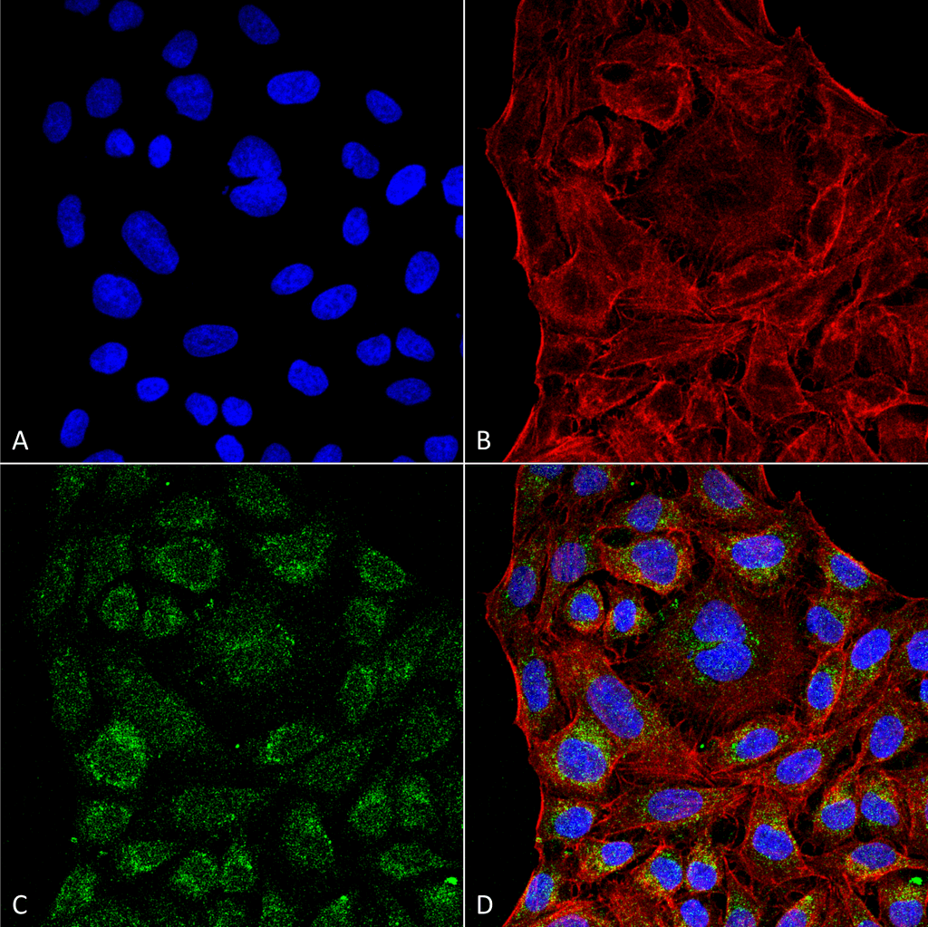 PDIA3 / ERp57 Antibody (clone 4F9)