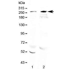 RANBP2 / TRP1 Antibody