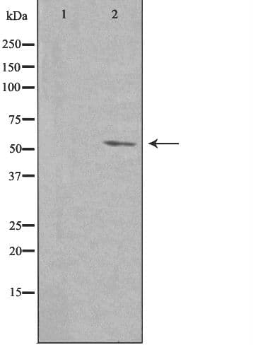 PVRL4 / Nectin 4 Antibody