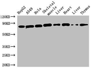 SKIL / SNO / SnoN Antibody