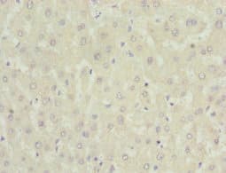 NNMT Antibody