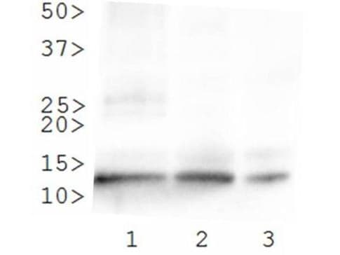 Polyclonal Rabbit anti-Human HIST4H4 Antibody (Ac-Lys8, IHC, IF, WB)
