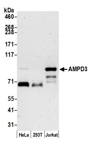 AMPD3 Antibody (aa717-767)