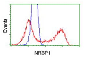 NRBP1 / NRBP Antibody (clone OTI6C11)