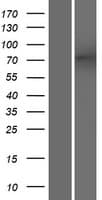 ODF2L Protein (Over-Expression Lysate Myc-DDK (Flag))