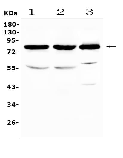 NSF Antibody