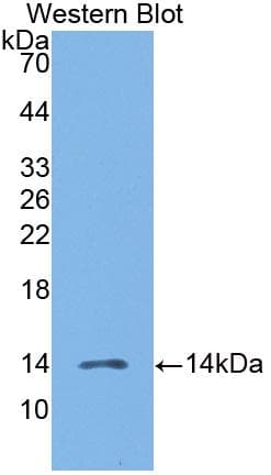 CCL19 / MIP3-Beta Antibody (aa22-98)
