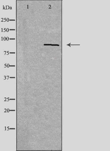 PDXDC1 Antibody