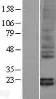 PTN / Pleiotrophin Protein (Over-Expression Lysate Myc-DDK (Flag))