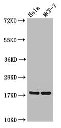 Polyclonal Rabbit anti-Human RPS15 / Ribosomal Protein S15 Antibody (IHC, IF, WB)