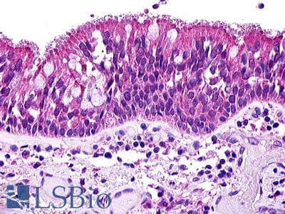 IHC-plus™ Polyclonal Rabbit anti-Human C3AR / C3a Receptor Antibody (C-Terminus, IHC)