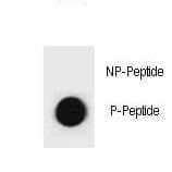 Polyclonal Rabbit anti-Rat CCNB3 / Cyclin B3 Antibody (phospho-Ser284)