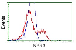 NPR3 Antibody (clone OTI4C3)