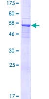 Human DTWD1 Protein (Recombinant GST)
