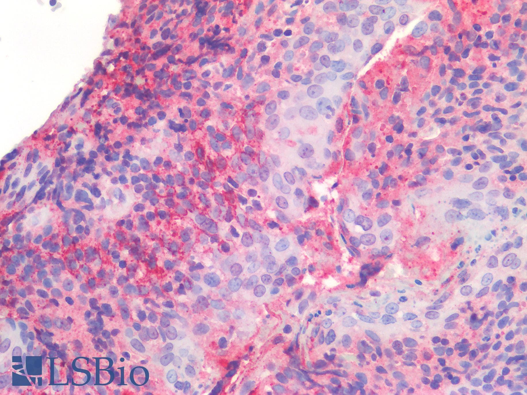 IHC-plus™ CD40 Antibody